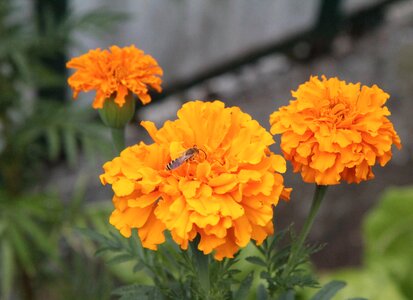 Yellow flowers yellow flowering photo