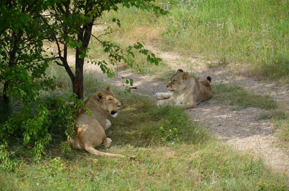 Leo nature predator