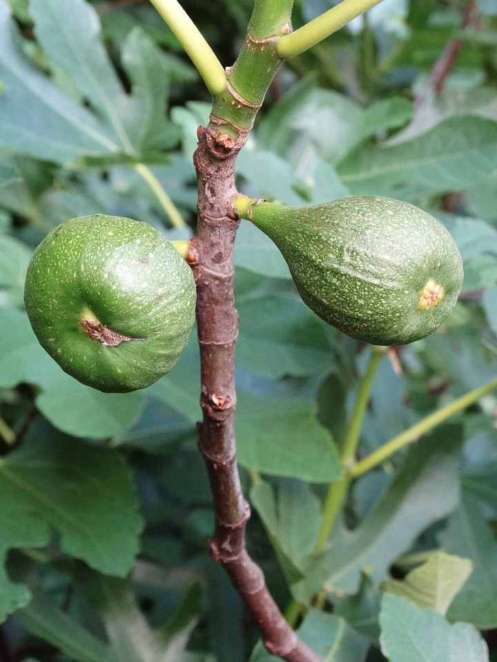 Fruits immature green