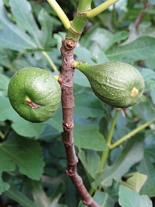 Fruits immature green