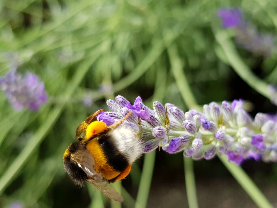 Pollen flower nectar