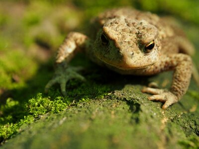 Forest animals amphibians photo