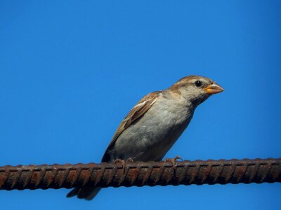 Animals bird summer sparrow