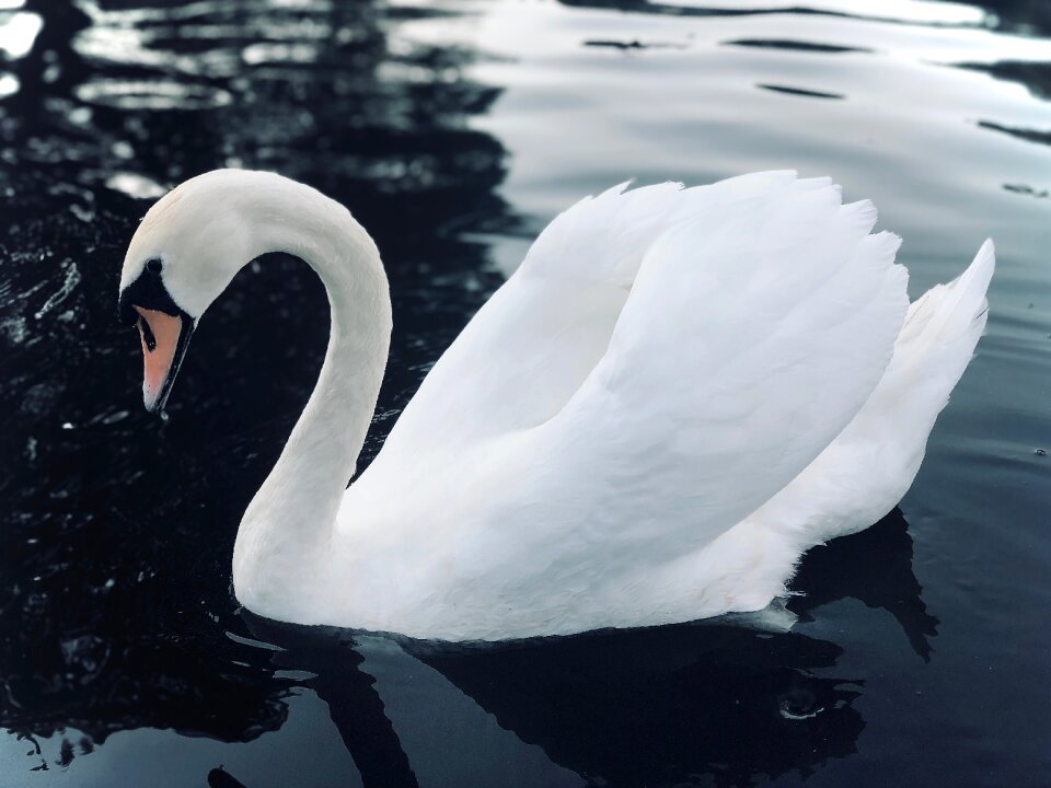 Bird white plumage