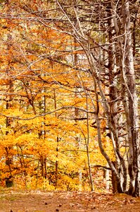 Trees colorful abruzzo