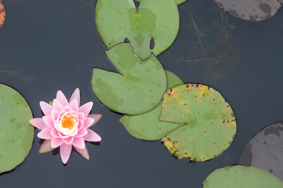 Pond natural flowers