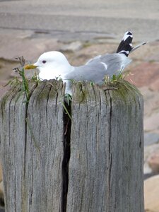 Birds gulls seevogel