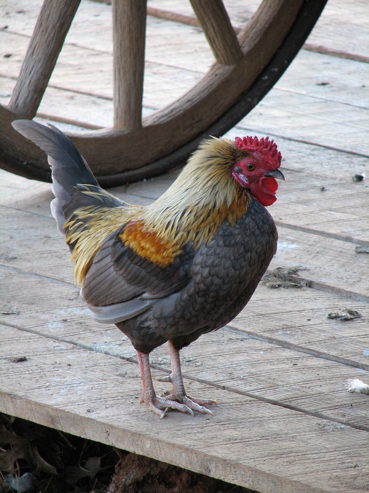 Bird chickens birds