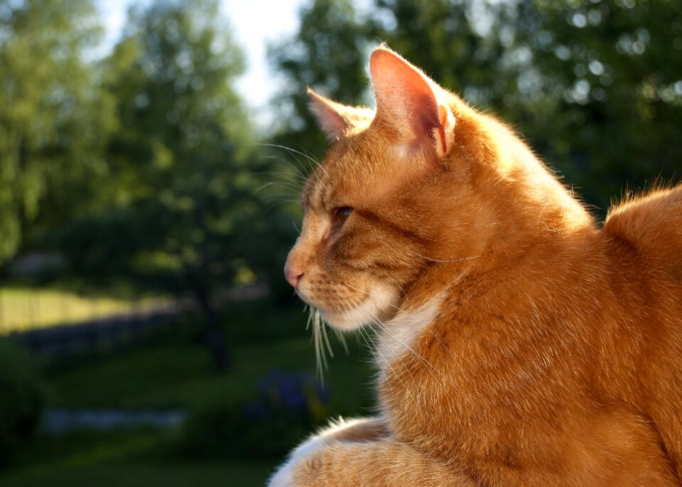 Animals outdoor beautiful