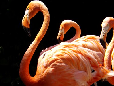 Nature bird pink