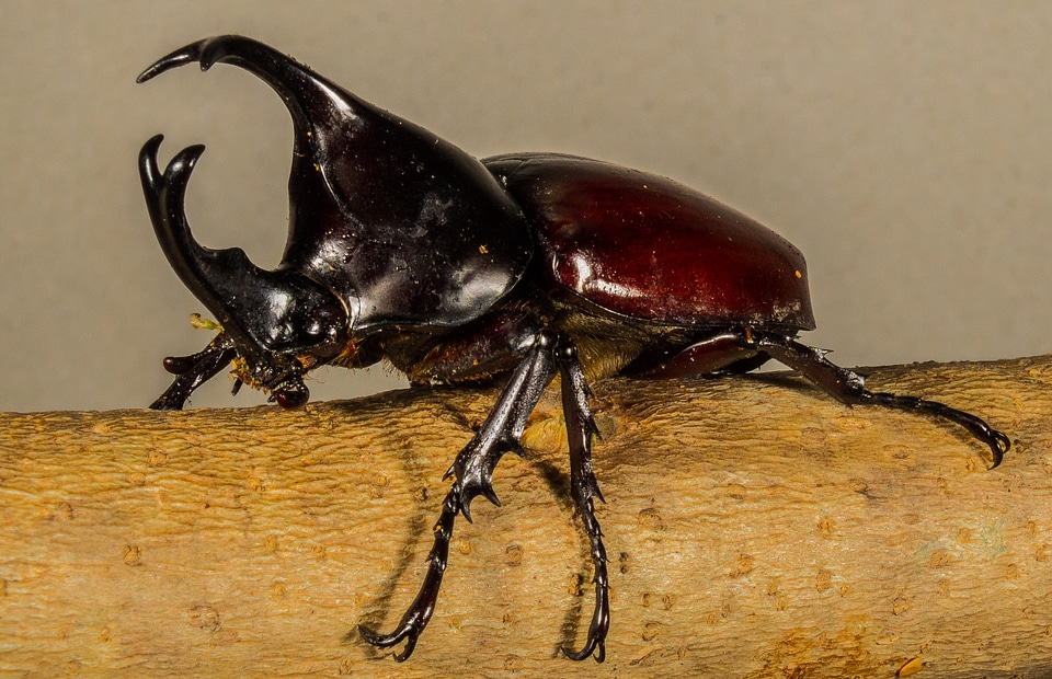Tropical beetles rhinoceros beetle riesenkaefer