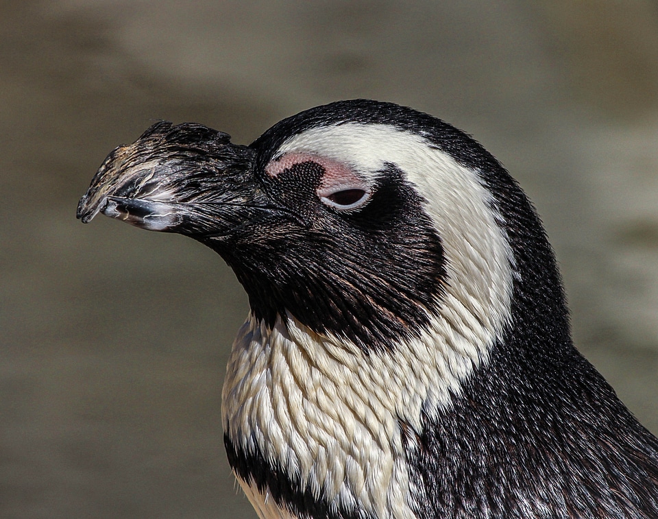 Bird flightless bird water bird