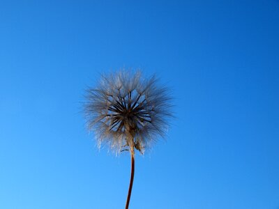 Plant acaule wild flower bad weed