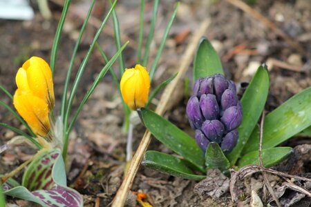 Flower crocus hyacinth