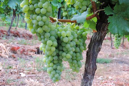 Grapevine wine winegrowing