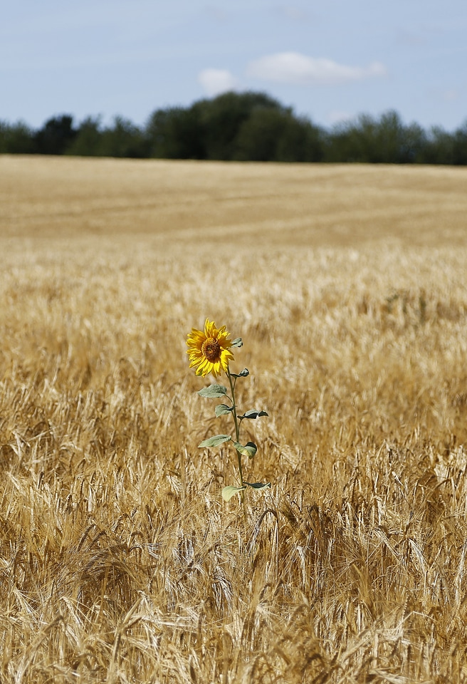 Wheat agriculture seed