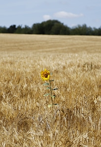 Wheat agriculture seed photo