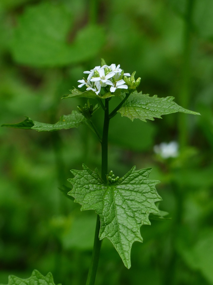 White garlic herb knoblauchhederich