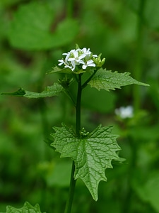 White garlic herb knoblauchhederich