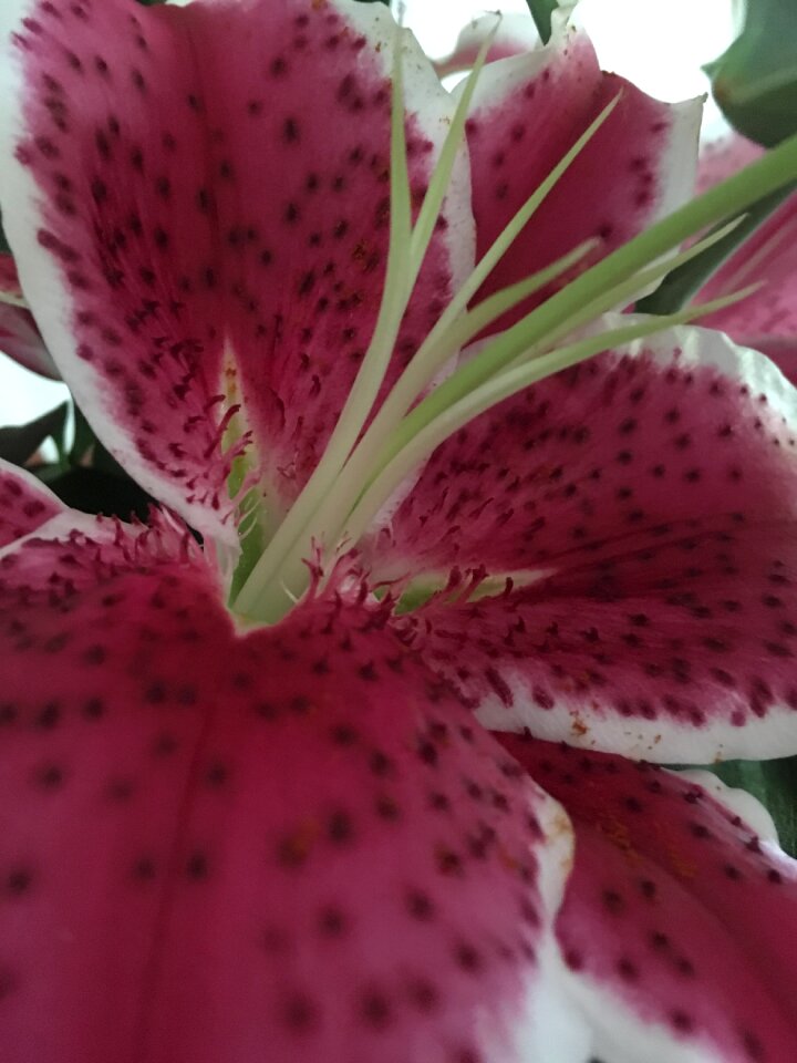 Pistil flowers nature