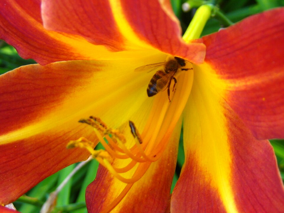 Yellow summer flowers