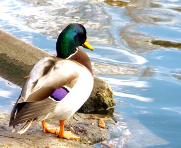Animal nature plumage