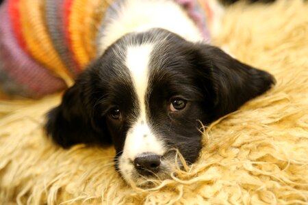 Spaniel blaze soft photo