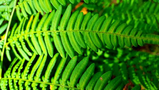 Texture nature forest photo