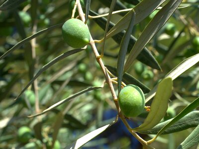 Mediterranean olive leaf oil photo