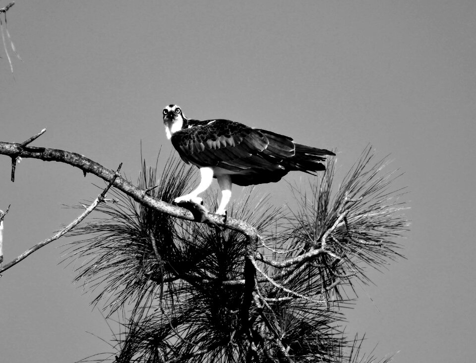 Wildlife nature animal