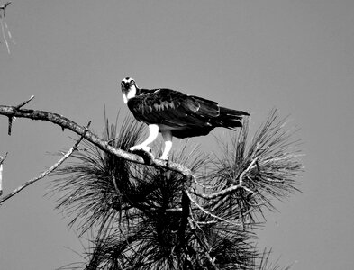 Wildlife nature animal