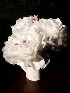 Flower white