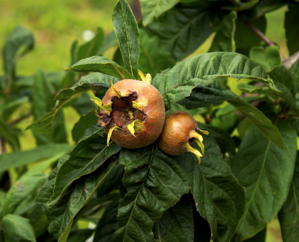 Garden nature edible