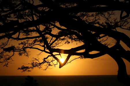 Tree sky sea photo