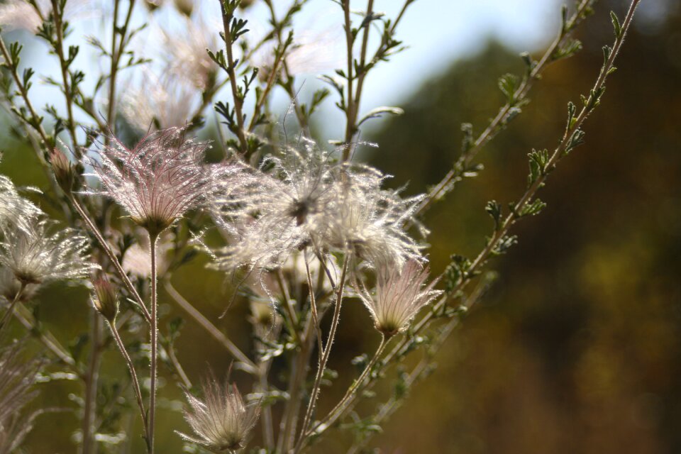 Nature flower grass