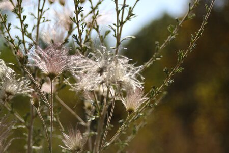 Nature flower grass