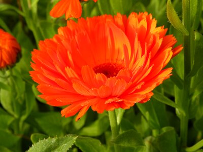 Astrov flora orange photo