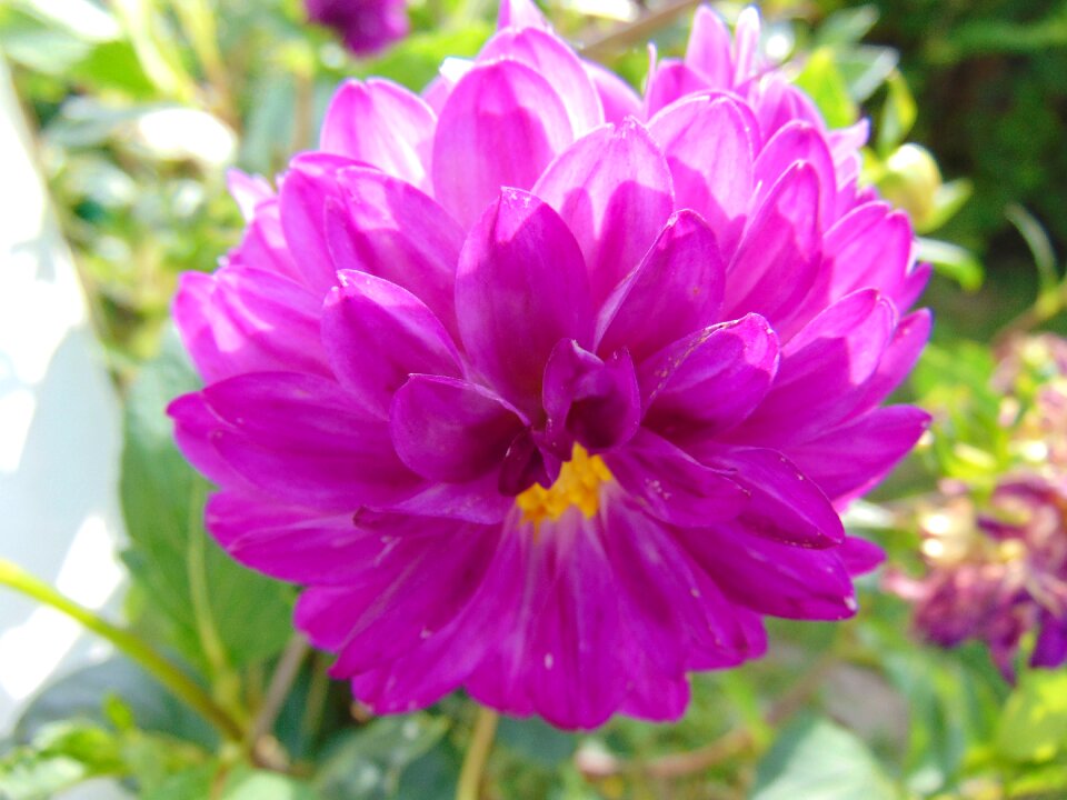 Flower 2018 summer morning light