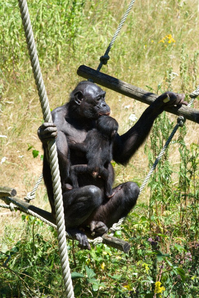 Apenheul chimpanzee cute