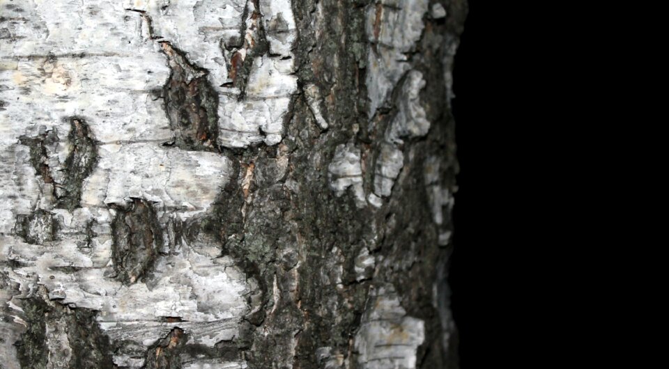 Bark trees birch bark photo