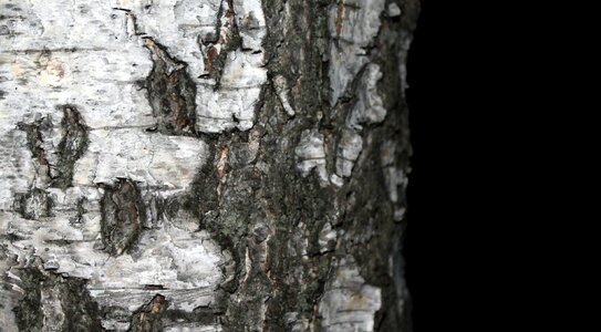 Bark trees birch bark