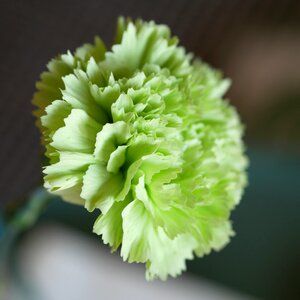 Carnation lily flower photo