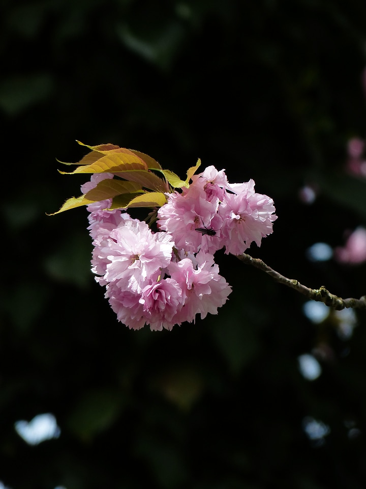 Almond blossom blossom bloom
