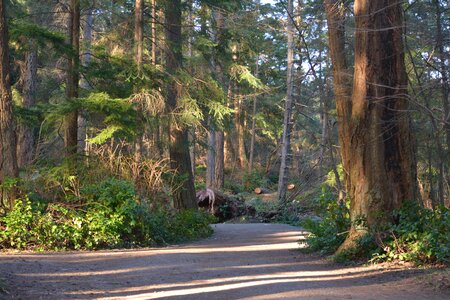 Trees nature mountains photo