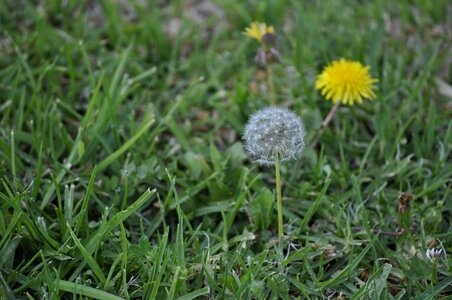 Dandelion seeds grass photo