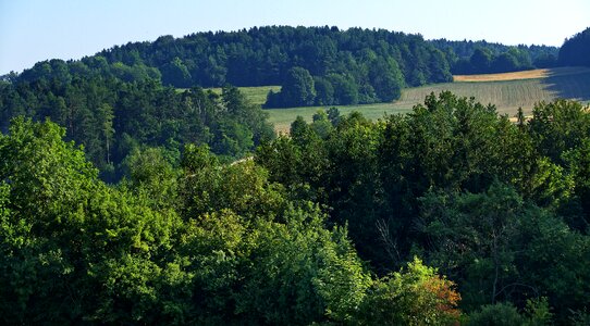 Morning trees shrubs