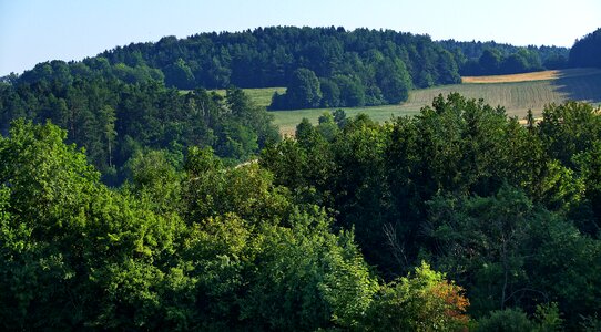 Morning trees shrubs photo