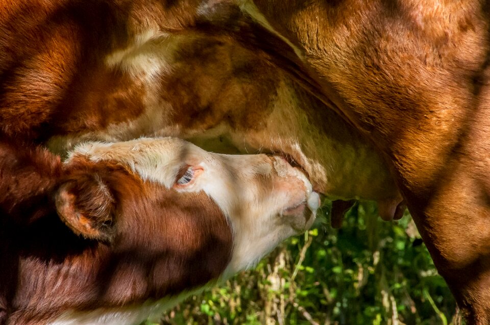 Suckling milk stock