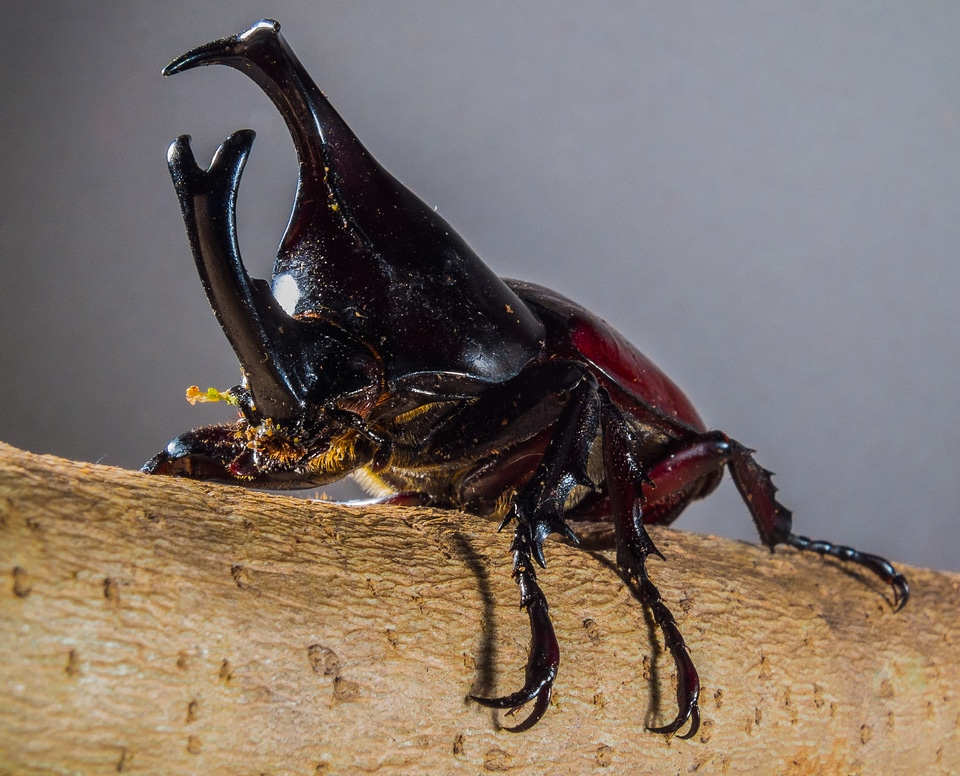 Tropical beetles rhinoceros beetle riesenkaefer