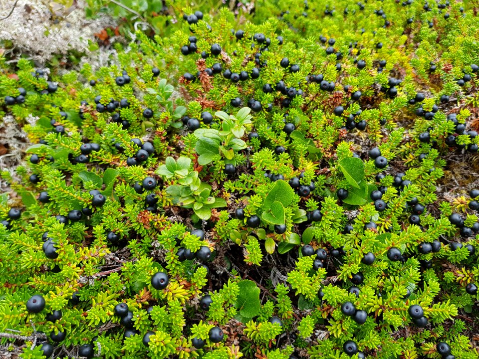 Berry black crowberry edible